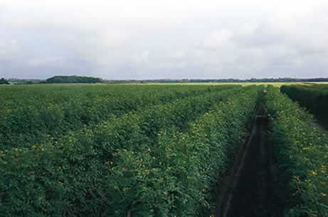 Tomato Field