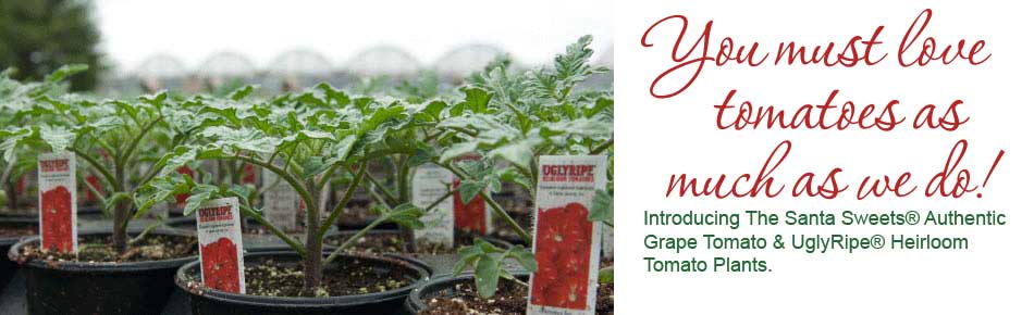 Introducing The Santa Sweets® Authentic Grape Tomato and UglyRipe® Heirloom Tomato Plants.