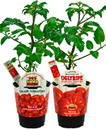 Santa Sweets Grape Tomato and UglyRipe® Tomato Plants